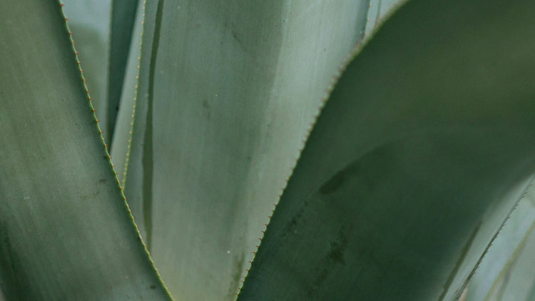 The Benefits of Aloe Vera Leaf Extract For Hair and Scalp
