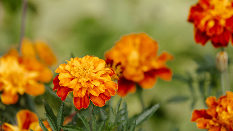 The Benefits of Marigold Extract on Scalp and Hair